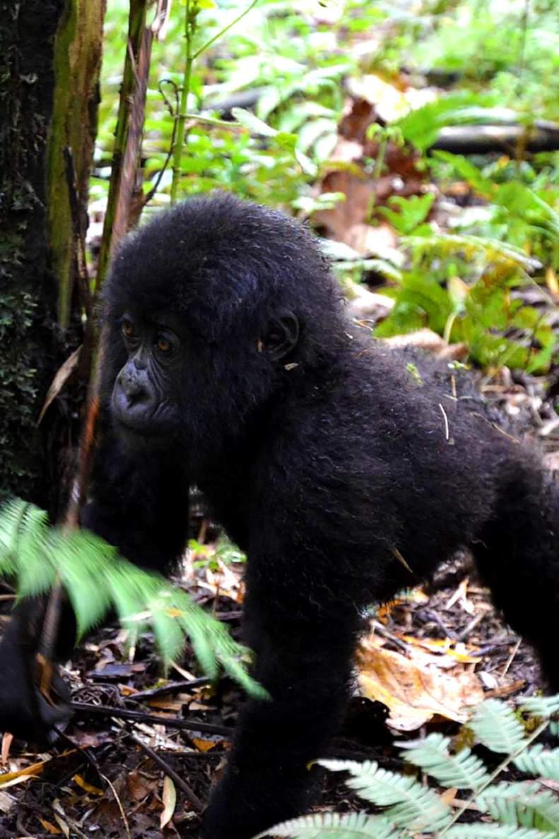 Trip Highlights Encounter gorillas in their natural habitat the last-remaining and largest-living primates on the planet.