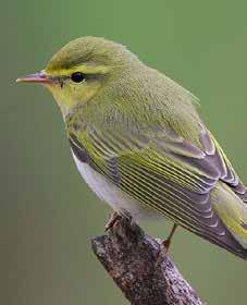 Why not start your day and join us for a chance to hear the wondrous bird song on a dawn chorus walk through Cregagh Wood, nestled in the Antrim Coast & Glens Area of Outstanding Natural Beauty.