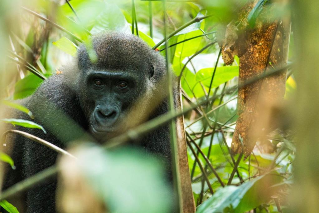 Day Two and Day Three Two days gorilla tracking Led by skilled local trackers, and with expert guides to interpret the sights and sounds of the forest, you will use the network of forest trails to