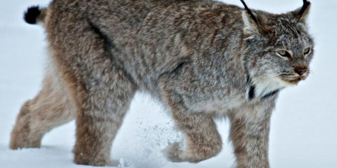 Canada Lynx Federally Threatened, New Hampshire Endangered Tracks conﬁrmed in the