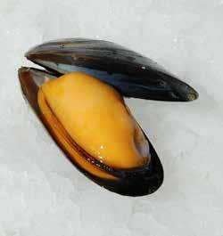 As they reach the surface and through the action of solar energy, they assist in the proliferation of microscopic seaweed that forms the phytoplankton: the mussel s base diet.