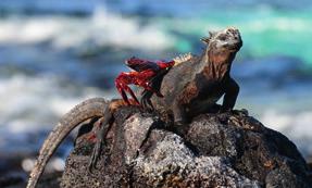 Day 5: Santa Cruz & Bartolomé Today we hike up to Dragon Hill to enjoy the magnificent views of the neighbouring islands. It also an important nesting ground for endemic land iguanas.