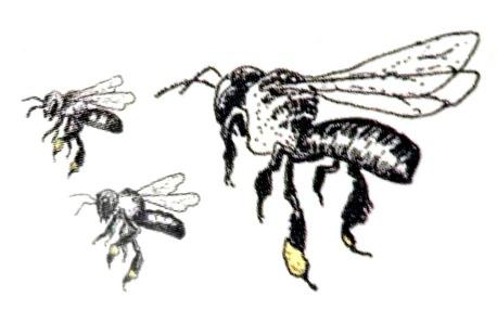 ARTICLE ON AUSTRALIAN NATIVE BEES by Shedder Doug Tysoe Australia has nearly 2000 species of native bees. Most native bees will not sting you but they can bite.