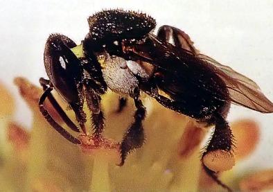 Bees vary in appearance from looking like little black flies to larger wasps. They are mostly black, but there are other various colours. Many of them you may think are just flies.