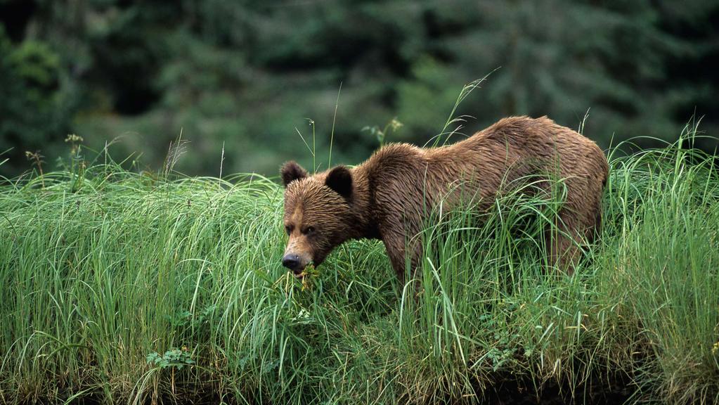 GRIZZLY BEAR RETREAT Enjoy three days of grizzly bear viewing in the
