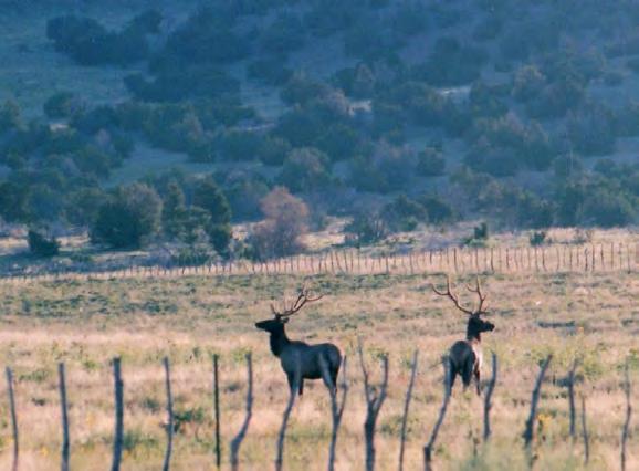 bull Elk rifle landowner authorizations, 8 bull