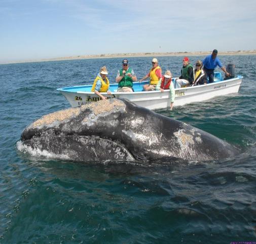 Every year, the California grey whales set off on the longest migration made by any mammal, 12,000 miles roundtrip!