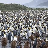 DAY 3: At Sea - Days 3 to 5 As we make our way through an area known as the roaring 40s, we will have a series of video supported lectures on the biology and history of the Sub Antarctic Islands and