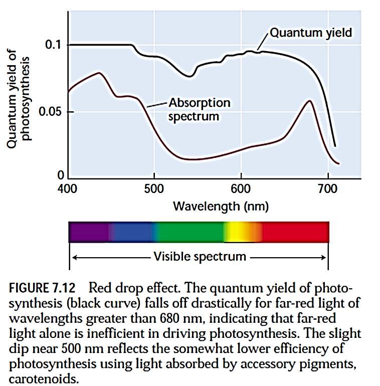 Kvantni prinos ( ) Fotosinteza je srazmerna broju apsorbovanih kvanta svetlosti, bez obzira na talasnu dužinu.