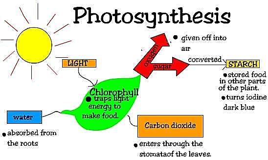 Opšta jednačina fotosinteze Svetlost 6CO 2 + 6H 2 O C 6 H 12 O 6 + 6O hlorofil 2 Ova jednačina pokazuje samo "ulaz" i