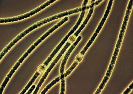 Kod prokariotskih organizama (Cyanobacteria