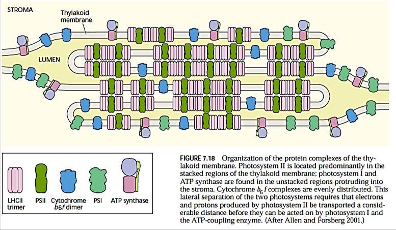 Unutrašnji membranski sistem čine spljoštene membranske vezikule ili tilakoidi :