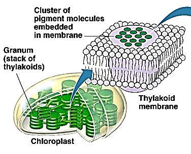 Sastav tilakoidnih membrana Sve membrane koje ulaze u sastav hloroplasta izgrađene su u skladu sa tečnim mozaičnim modelom.