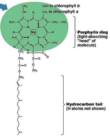 Hlorofili Hlorofili su zeleni pigmenti hloroplasta koji apsorbuju oko 70% fotosintetičkog aktivnog zračenja u plavom i crvenom delu spektra.