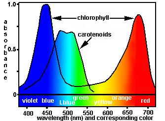 Ovi pigmenti su označeni kao pomoćni pigmenti, jer energiju koju apsorbuju mogu predati hlorofilu a i na taj način povećati opseg i količinu svetlosti koju biljka koristi u fotosintezi.