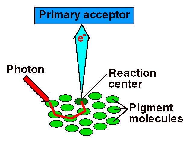 PRIMARNA SVETLOSNA REAKCIJA Primarna svetlosna reakcija podrazumeva apsorciju svetlosti i razdvajanje naelektrisanja (fotooksidacija hlorofila u reaktivnom centru).