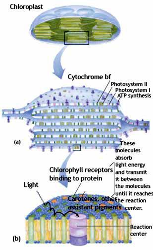 Svi procesi koje pokreće svetlost se dešavaju u sistemu fotosintetičkih membrana.