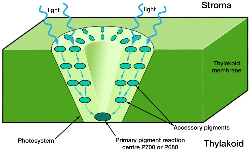 Fotosistem I (PSI) U PSI postoji jezgro PSI i antena pigmenti PSI.