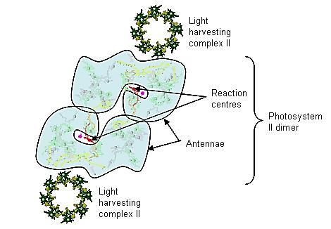 Kompleks proteina i pigmenata koji sakupljaju svetlost - LHCII Osim antena pigmenata hlorofila koji su sastavni deo fotosistema, postoji poseban kompleks koji ima tu funkciju, a može biti vezana