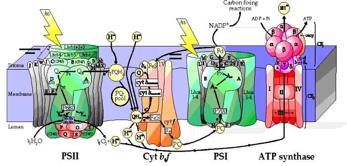 Kompleks citohroma b6f i bc1 Kompleks citohroma b 6 f ili bc 1 povezuje PSI i PSII, tako što oksiduje plastokinon a redukuje plastocijanin.