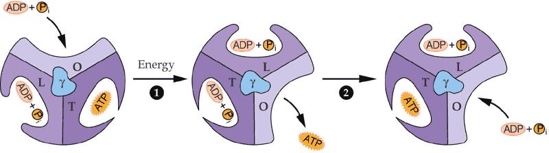 Walker i Boyer - dejstvo protonske motorne sile je indirektno, utiče na konformaciju enzimskih komponenata, koja omogućava da se ostvari sinteza ATP.