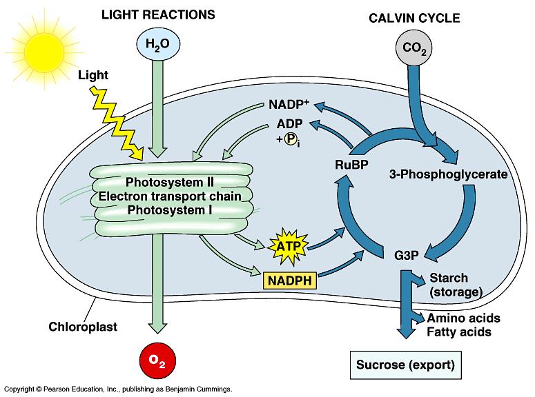 Fotosintezu čine dva procesa, svetla i tamna faza. Tokom fotosinteze dolazi do transformacije energije u nekoliko koraka.