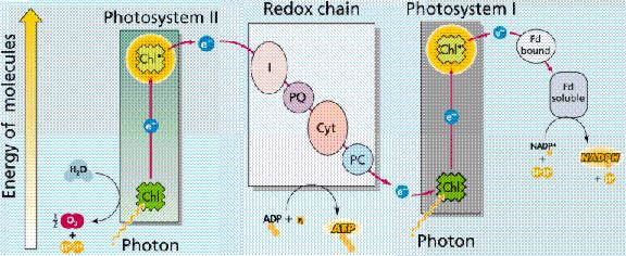 Necikličan (linearni) transport elektrona Produkti linearnog transporta su O 2, NADPH i ATP.