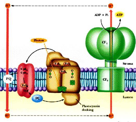 Ciklični transport elektrona Ekscitirani P700 predaje elektrone alkceptorima Ao, A1, Fx i Fa/b.