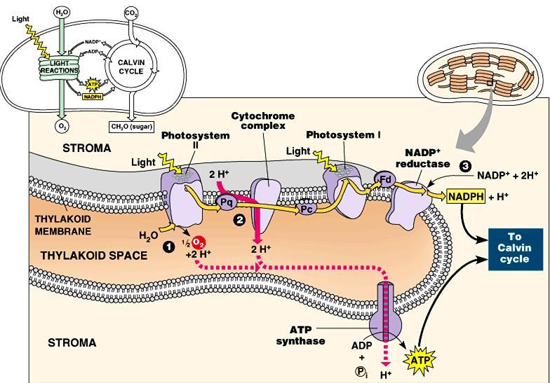 Fotosintetička fosforilacija Hemiosmotska hipoteza Mitchell-a. Fosforilacija se može obaviti u nekoj membranskoj vezikuli hloroplasti (tilakoidi), mitohondrije ili bakterijske ćelije.