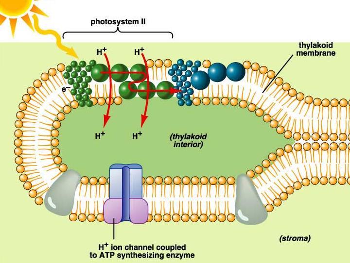 Transport elektrona kroz membranu povezan je sa transportom protona kroz tilakoidne membrane, stroma postaje sve baznija, a lumen tilakoida sve kiseliji.