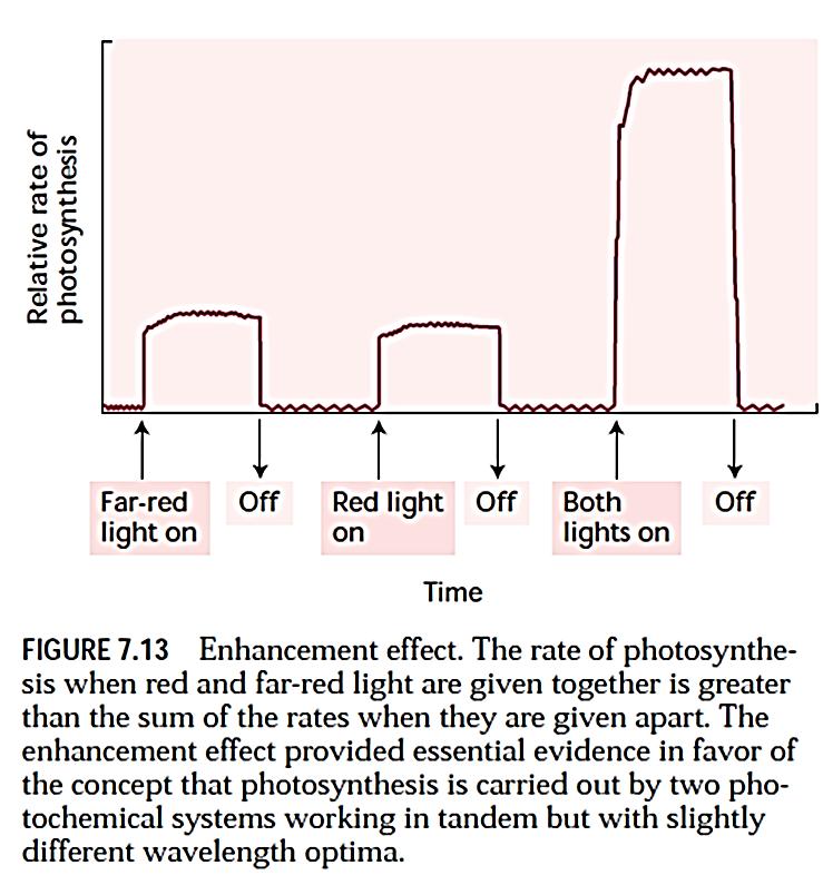 Koperacija dva fotosistema u linearnom transportu elektrona Apsorpciju svetlosti ne vrše svi molekuli hlorofila podjednako.