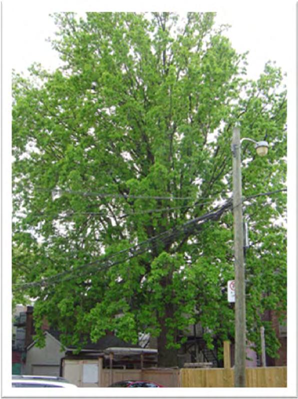 Toronto Neighbourhood Tree Inventory of over 4000 trees in 2007 and updated