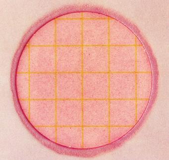Figure 4 Estimated total coliform count = 220 The circular growth area is approximately 20cm 2.