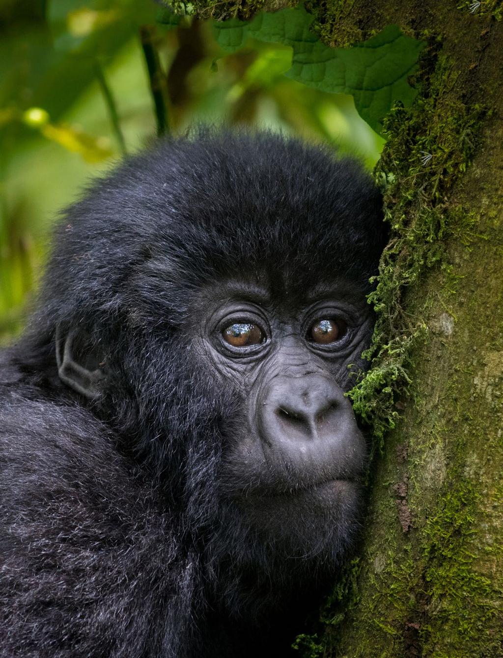 GORILLA TREKS VIEW THE LAST OF THE EARTH S GREAT APES IN THEIR NATIVE ENVIRONMENT ON GORILLA TREKS WITH ULTIMATE