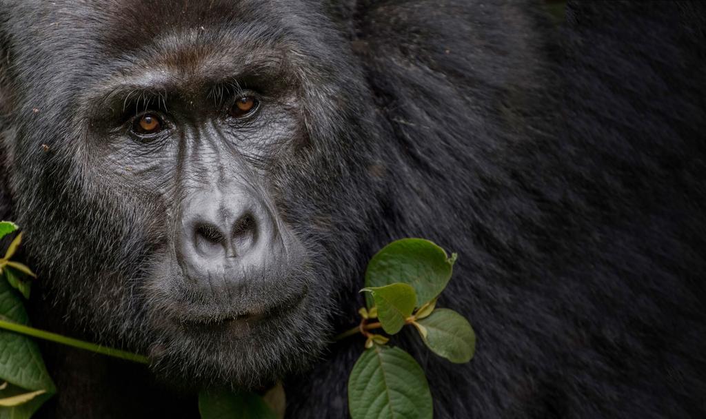 MOUNTAIN GORILLAS Mountain gorillas are located in high altitudes in Bwindi Impenetrable Forest of Uganda, and in the Virunga Mountains on the borders of the Uganda, Rwanda, and the Democratic
