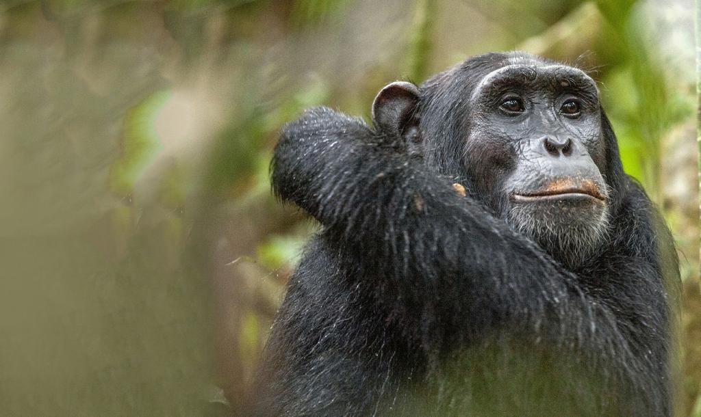 CHIMPANZEES Chimpanzees are our closest living relatives, sharing an estimated 98% of their genes with humans. Millions of chimps existed in Africa just 50 years ago.
