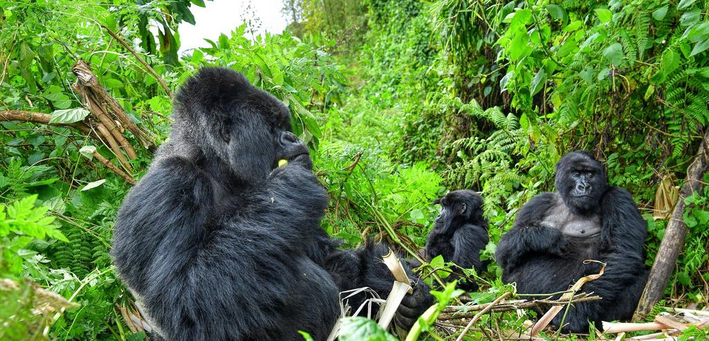 O U R T R IPS (CONT.) 5 DAY UGANDA/RWANDA GORILLA TREKKING There is no need to choose between Uganda and Rwanda with this double dose of gorilla trekking.