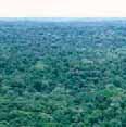 largest standing rainforest.