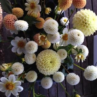 Minutes MONTEREY BAY DAHLIA SOCIETY Meeting Minutes August 11, 2017 President Kristine called the meeting to order at 7:35. We will have demonstrations at the end of our meeting.