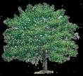 State Tree Flowering Dogwood The Sterling Park Amateur Radio Club congratulates State Shell Crassostraea virginica Counties Accomack Albemarle Alleghany Amelia Amherst Carroll Appomattox Charles City