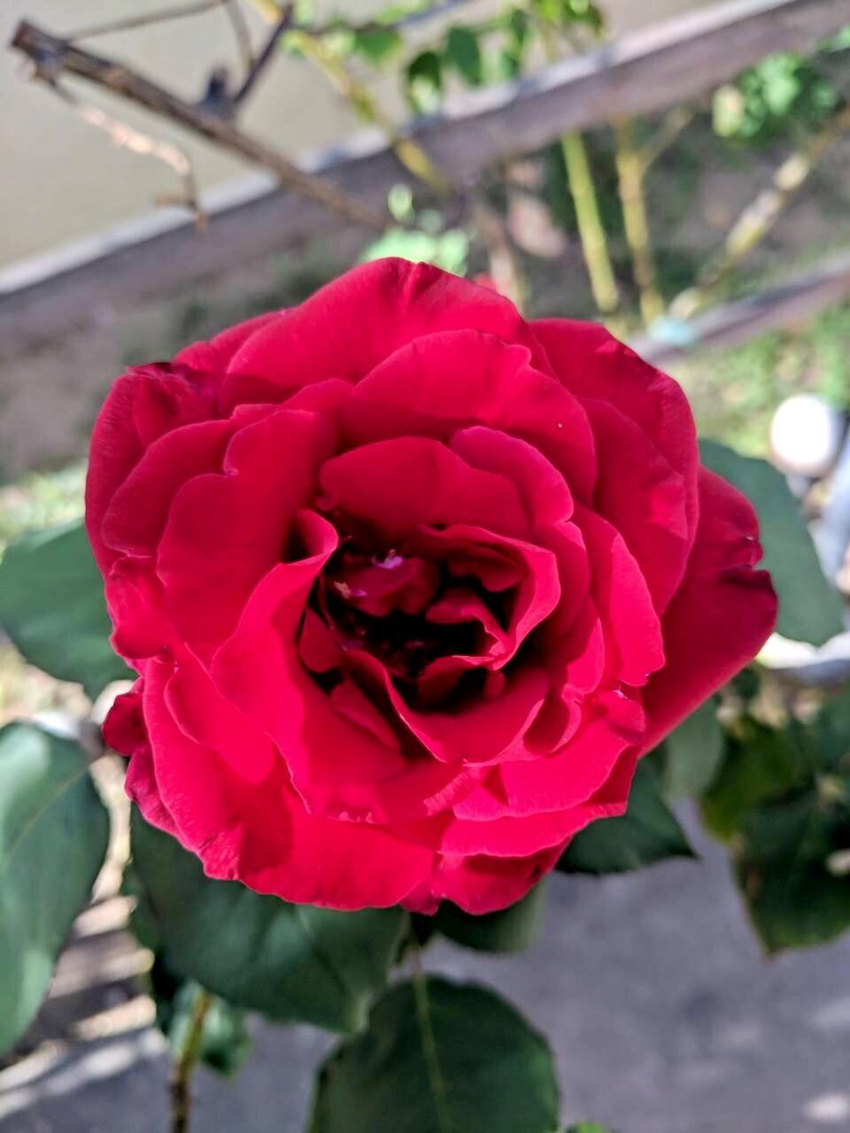 granddaughter. In the meantime, my husband has sent me pictures of the second bloom of our Mr Lincoln -which must mean that New Mexican temperatures are cooling.