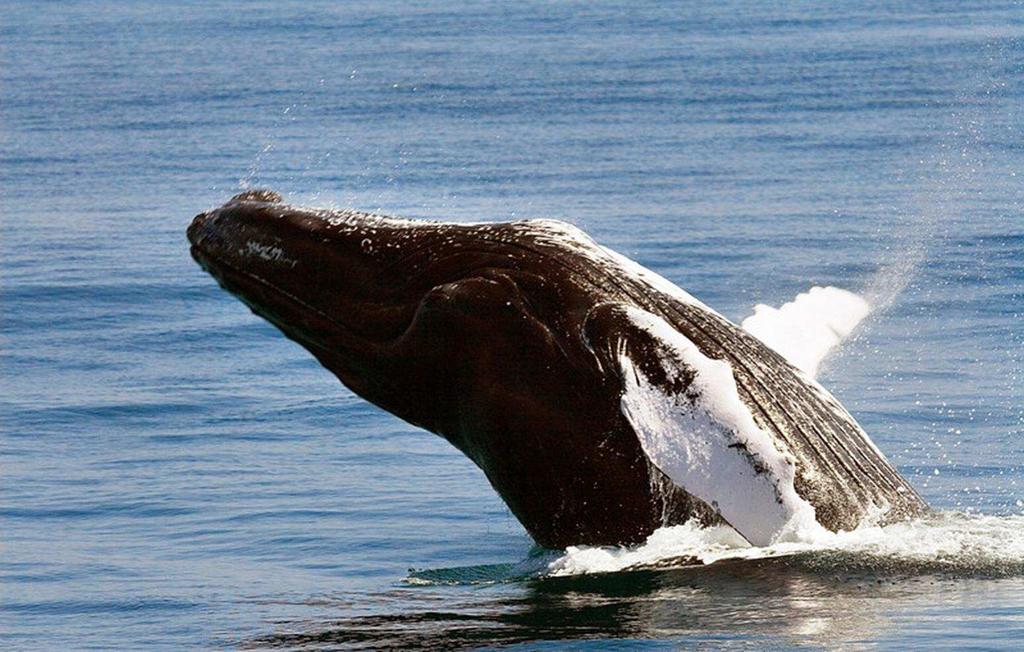 Humpback Whale Watching From January 19 th to March 25 th Samana