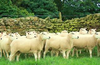 More than just a market September Show & Sale of 3,058 Breeding Ewes Tuesday 18th September at approximately 12.