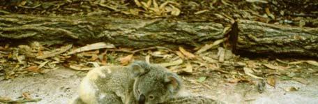 Major Threats in Koalas SEQ stronghold