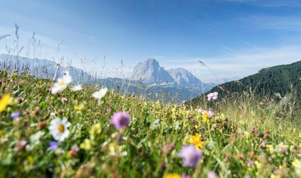 Summer Offers 2018 VITALPINA FEEL-GOOD WEEKS SPRING IN VAL GARDENA 7 days Dosses Comfort ¾-board with Vitalpina afternoon snack buffet 1 spa voucher of 100.