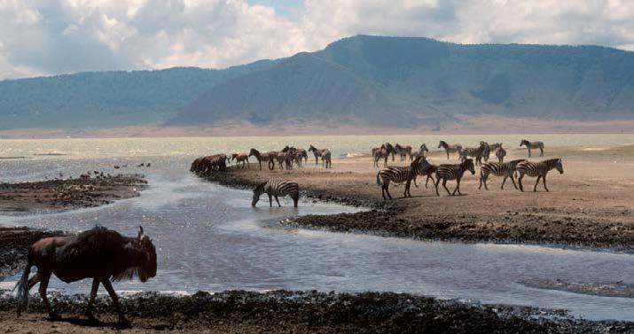 Ngorongoro Crater Ngorongoro crater is at 2200 mt, diameter of 16 km and covers an area of about 265 square meters. It is the largest and intact caldera in the world.