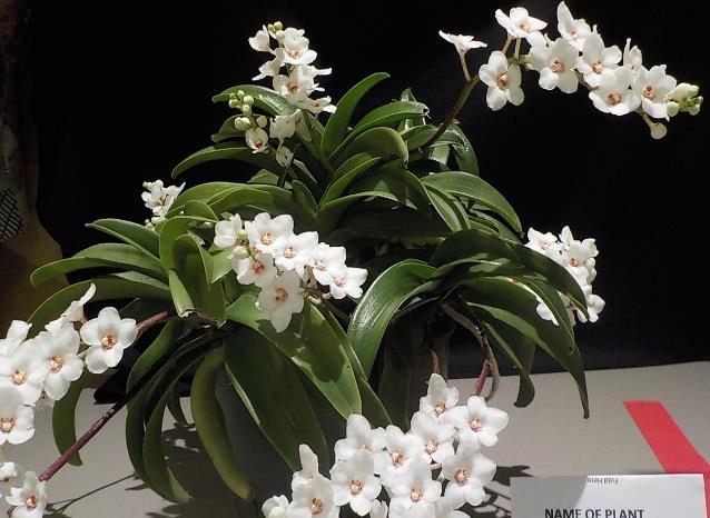Cymbidium < 60mm: Aust Native Orchid: Margaret Turner Laeliinae >70mm: Laeliinae <70mm: Liz & Tony Paphiopedilum: Vandaceous: Pleurothallidinae: Oncidiinae Alliance: