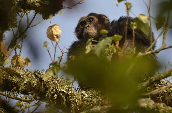 On this journey See two great ape species: the Endangered mountain gorilla, as well as
