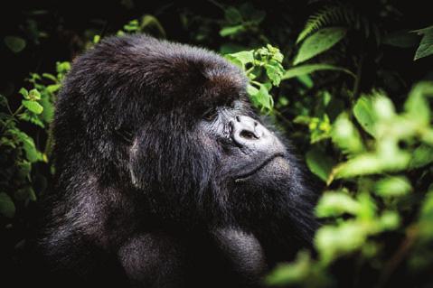 into great ape conservation and Albertine Rift endemism from local conservators Help