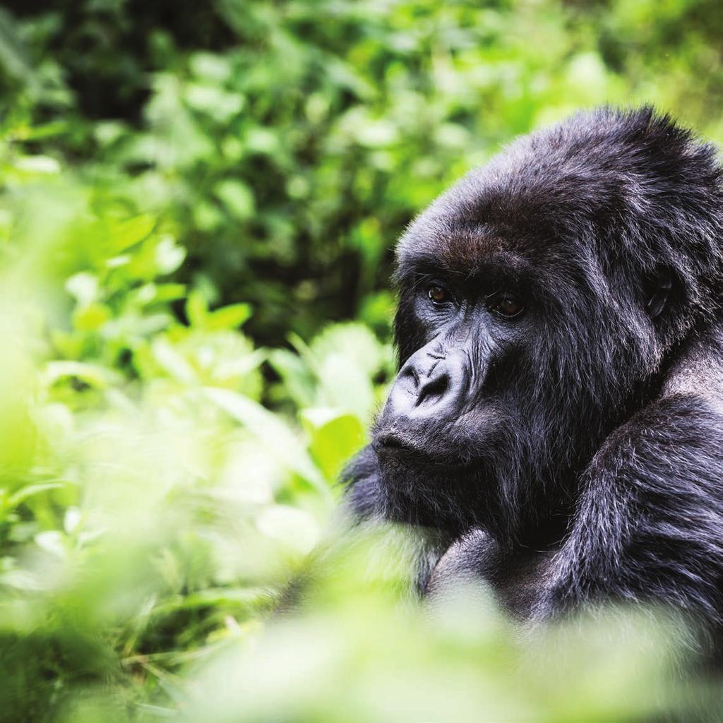 There is so much more to Rwanda than mountain gorillas.